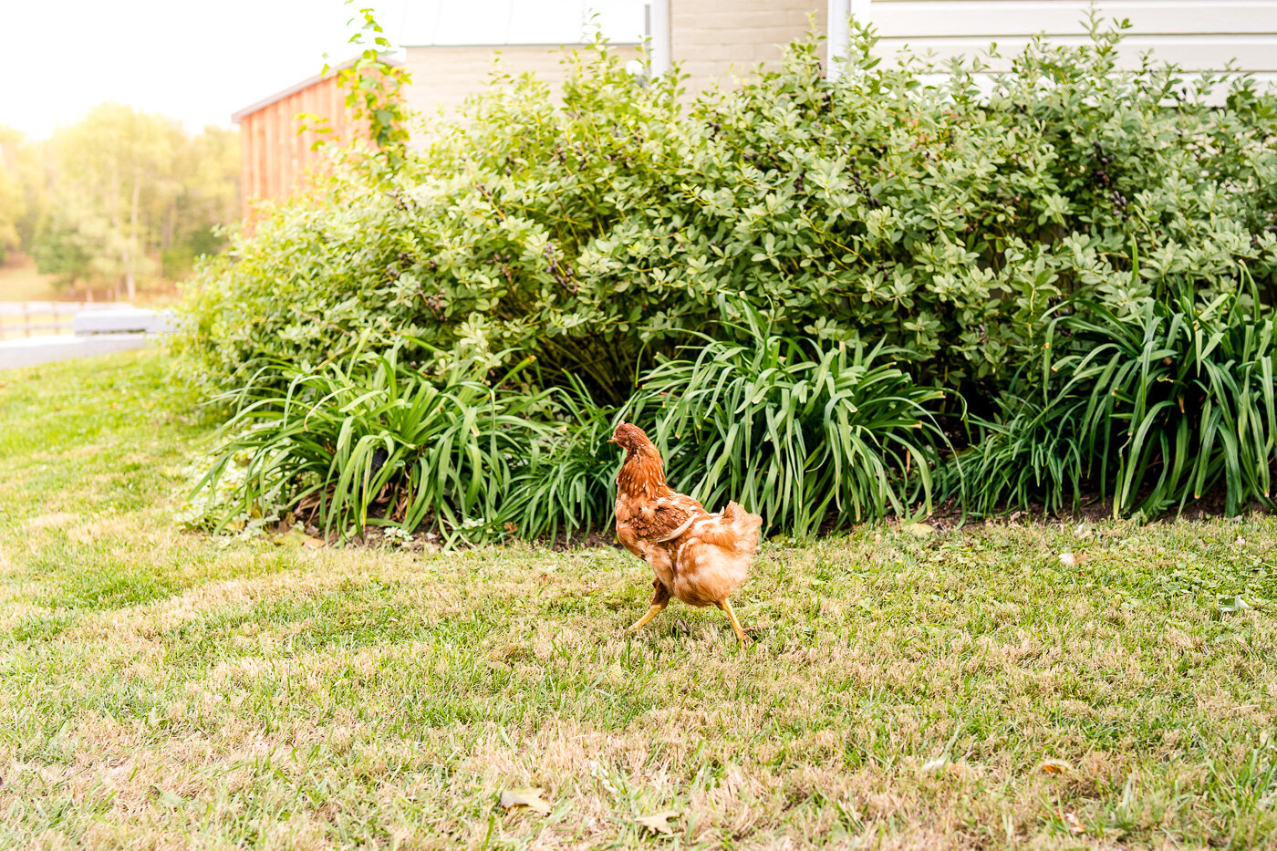 The Farm at Clover Hill Fall Wedding - Front Royal, Virginia - Bridget ...