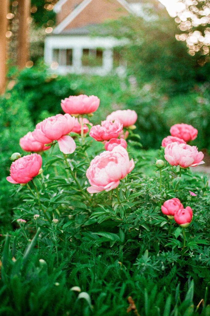 Peonies on film for Green Spring Gardens photos