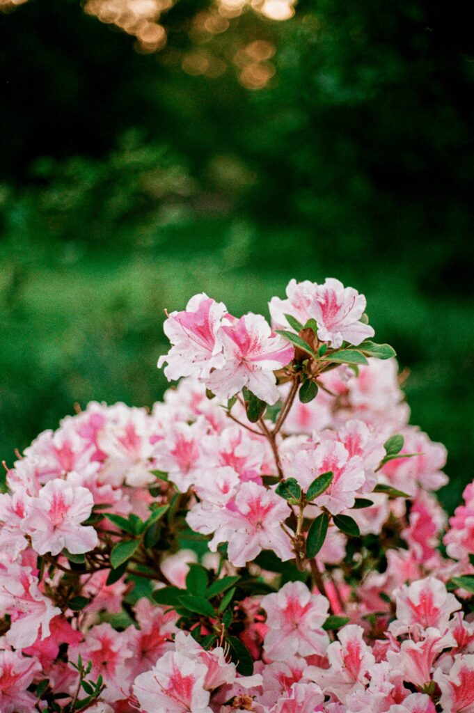Pink flowers on film for Green Spring Gardens photos