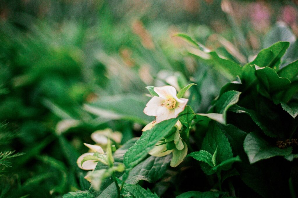 A white flower on film at at one of the best garden venues in Northern Virginia