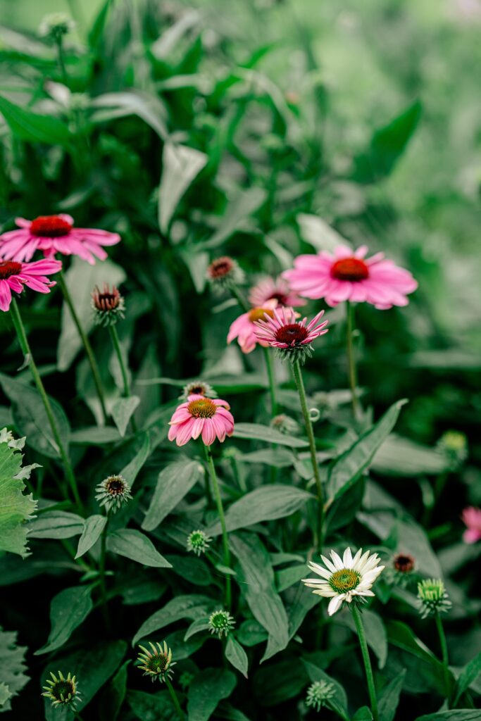 Pink flowers for a garden wedding by a Northern Virginia wedding photographer