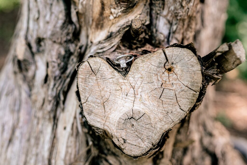 A diamond ring sitting on top of a cut tree branch that looks like a heart taken during Meadowlark Botanical Gardens engagement photos