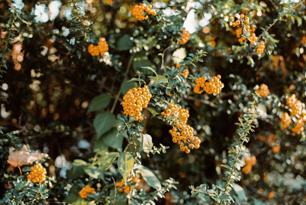 A ring hidden among orange berries on a tree during Maryland engagement photos