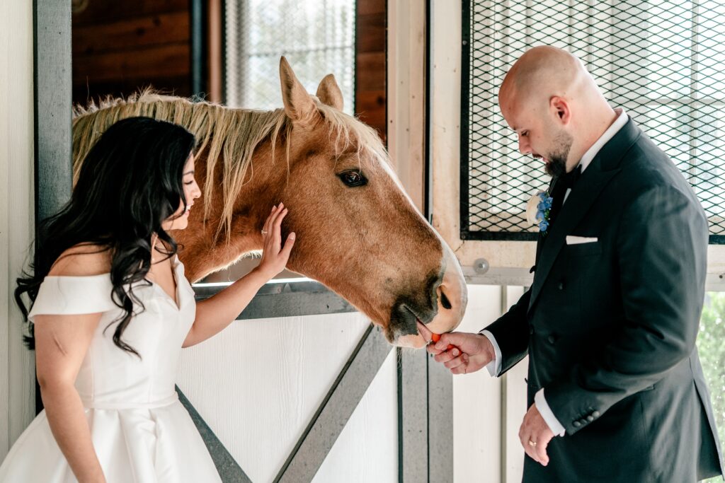 A bride and groom feed a horse during their Shadow Creek wedding